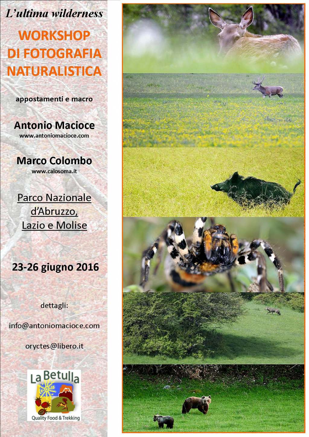 workshop  di fotografia naturalistica sui mammiferi d''Abruzzo